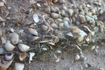 Photo of a collection of sea shells embedded in layers of sand