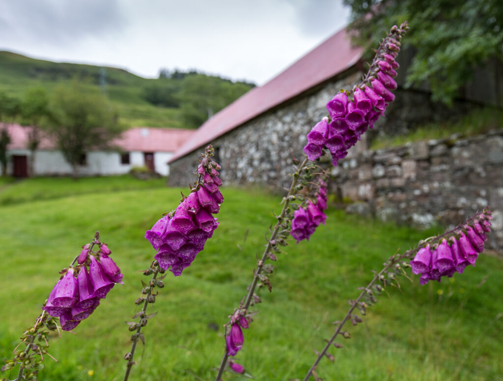 Purple flowers in front of stone buildings