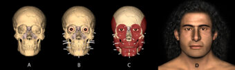 Digital image of a human skull built up with muscle, then the facial reconstruction of the individual on the right