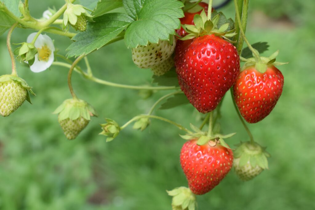 Strawberries Photo by Oliver Hale on Unsplash