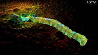 Point Cloud Render of Cracknie Souterrain