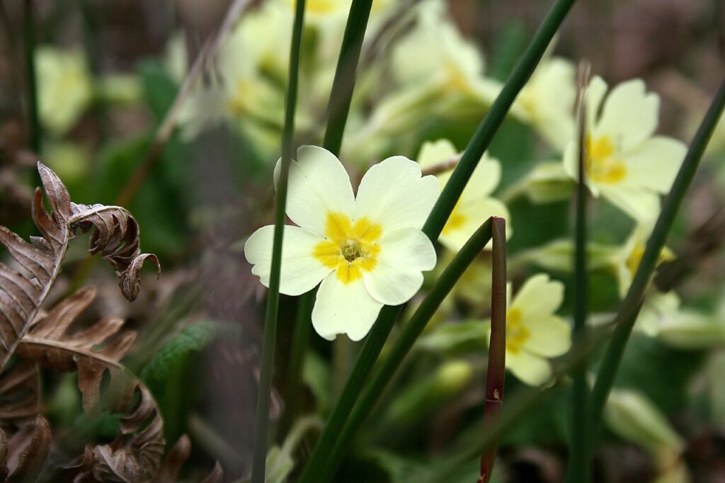 Photo of a white primrose flower with a yellow centre