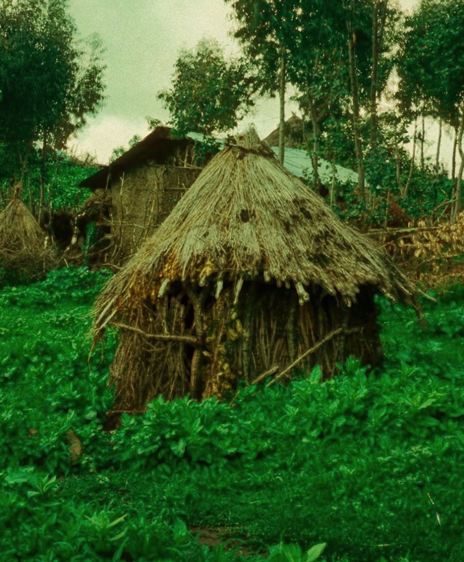 Photo of a small wooden hut, round with a conical thatched roof, in a rainforest clearing