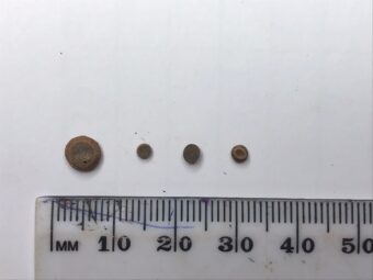 Photo of tiny round pieces of fossil against a ruler