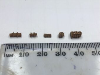 Photo of pieces of fossil against a ruler