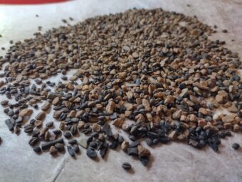 Photo of dried tiny pieces of vegetation on a table ready for sorting