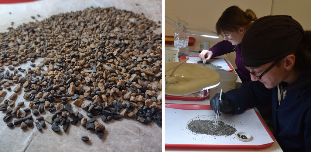 Photo of dried tiny pieces of vegetation on a table ready for sorting and a photo of two people sat at a table leaning over trays of dried materials. sorting through them with tweezers and a light