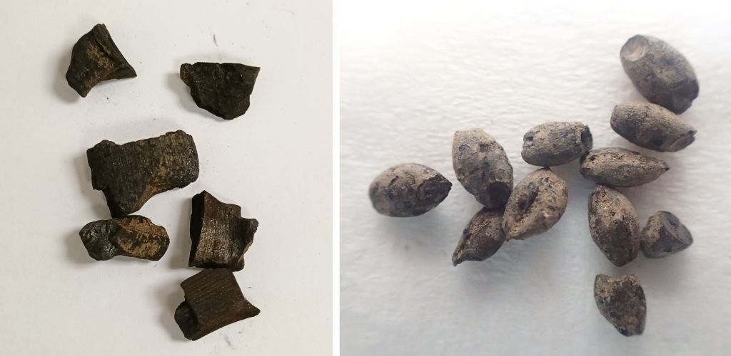 Photo of small lumps of charred ancient vegetation and burnt cereal grains