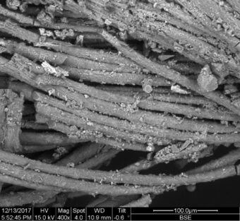 Scanning electron microscope image of early wool fibres with scales which identify them as wool fibres