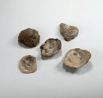 Photo of five oyster shells