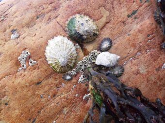 Photo of limpet shells stuck to a rock by the sea