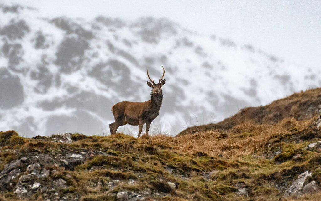 Photo of a lone red deer stag on a hill with snowy mountains behind it
