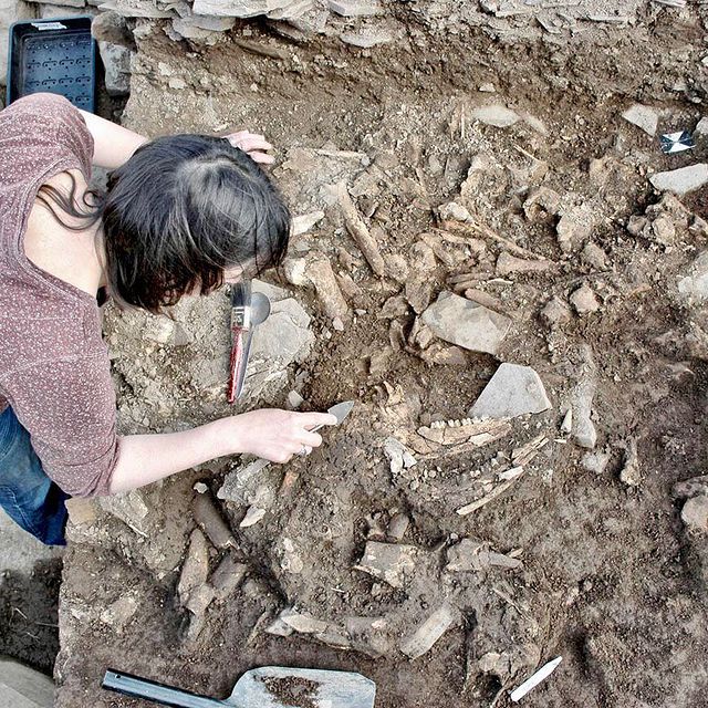 Photo of a person leaning over an archaeological trench containing many animal bones
