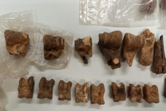 Photo of brown deer teeth and bone on a lab bench