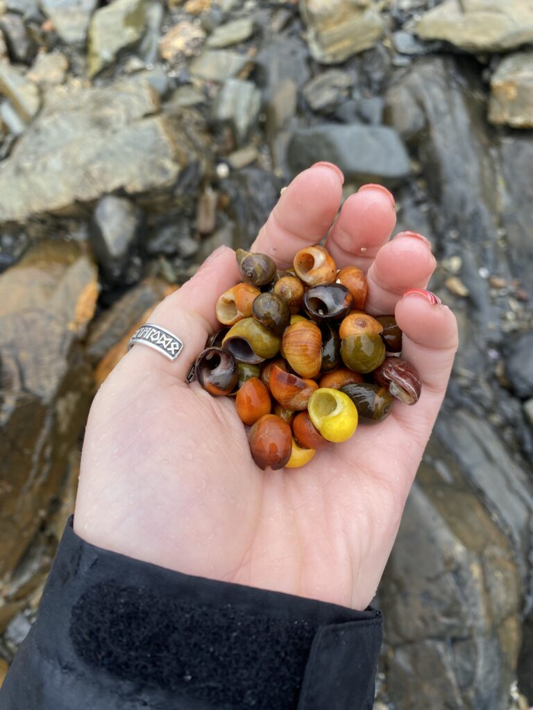 Photo of a hand holding out small colourful periwinkle shells