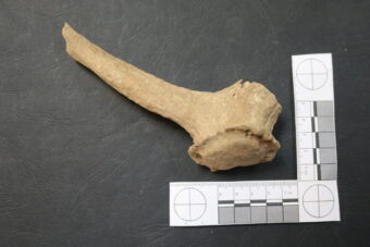 Photo of a hammer tool made from deer antler