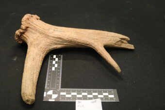 Photo of a pick made from deer antler