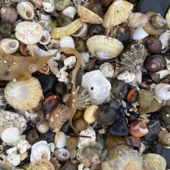 Photo of a collection of small shells on a beach