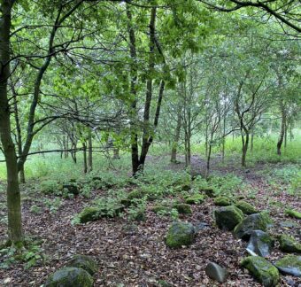 Forest with rocks on the ground