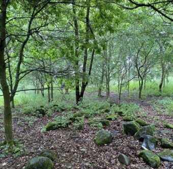 A forest