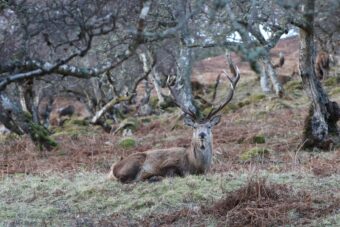 Photo of a red deer stag sitting in a wood