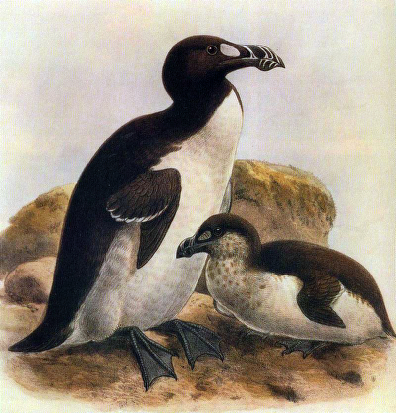 Illustration of black and white birds