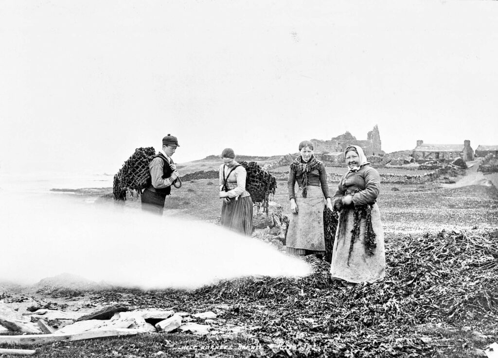 Black and white photo from the 1880s of a group of four people collecting kelp on the Scottish shoreline for burning