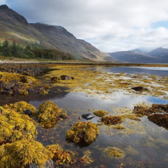 Photo of yellow seaweed clinging to the rocks on the shores of a loch with snow-peaked mountains in the background