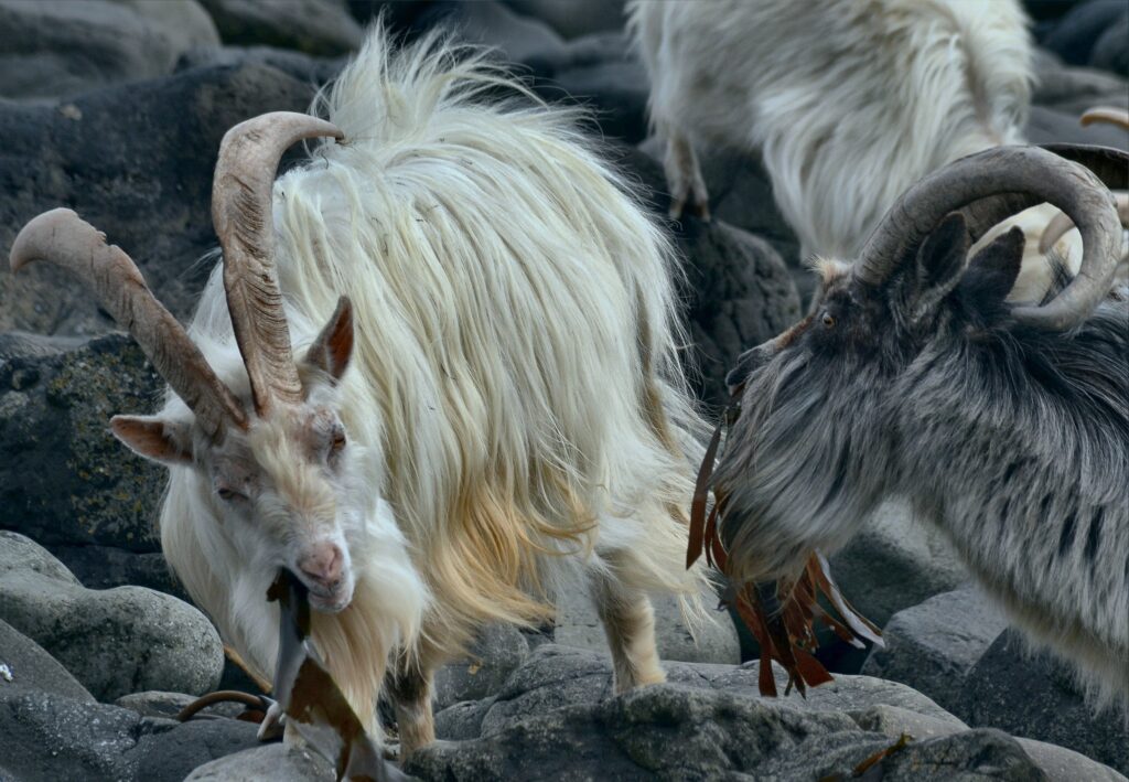 Photo of white and grey, long-haired feral goats with huge horns eating seaweed on rocks