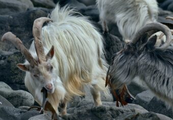 Photo of white and grey, long-haired feral goats with huge horns eating seaweed on rocks