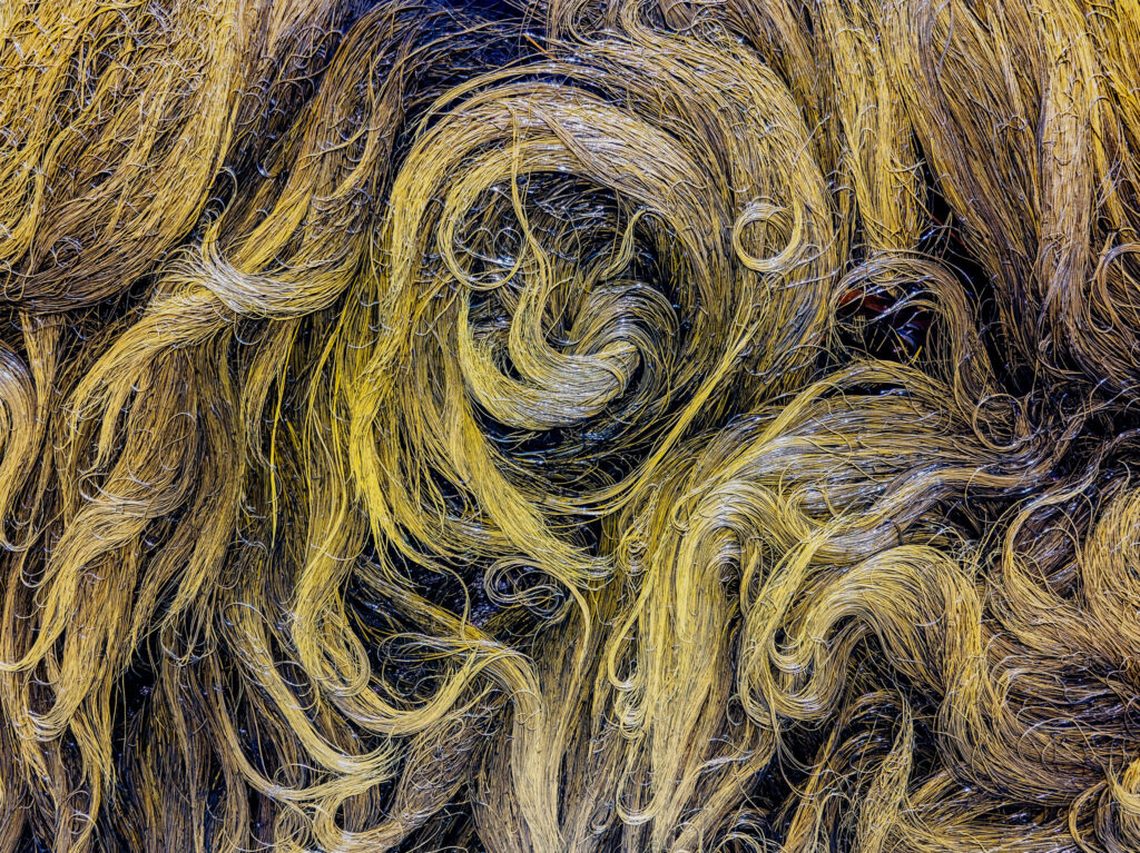 Photo of a thin, yellow type of seaweed known as 'mermaid's hair'