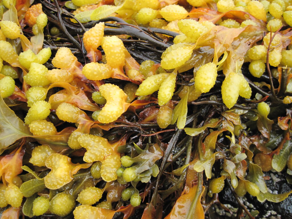 Photo of the bumpy yellow/orange nodules at the end of seaweed