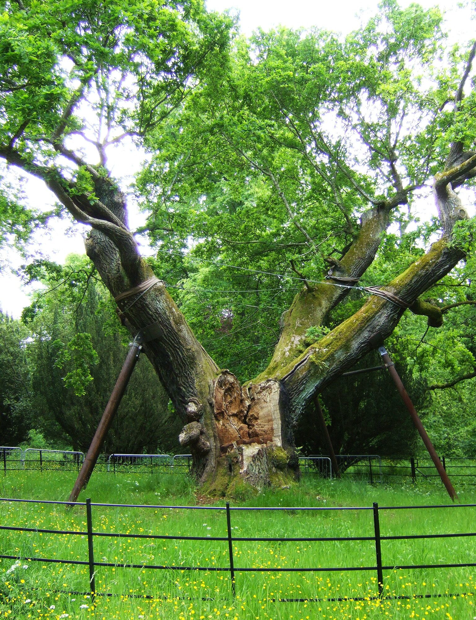 Photo of a giant tree supported by poles