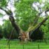 Photo of a giant tree supported by poles