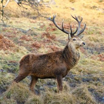 Deer