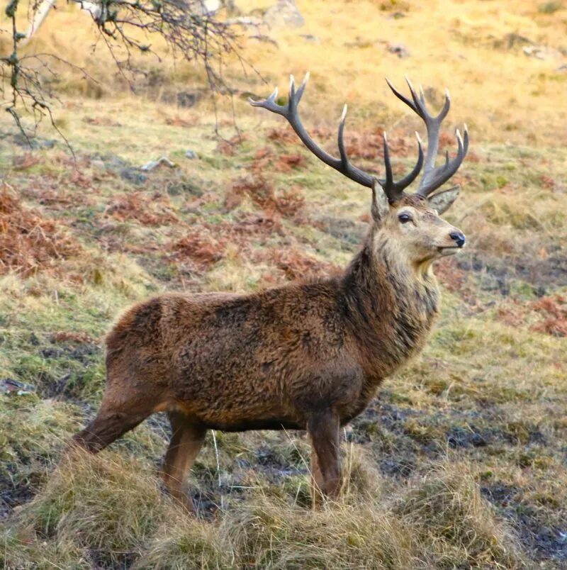 Deer