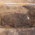 Excavated animal skeleton