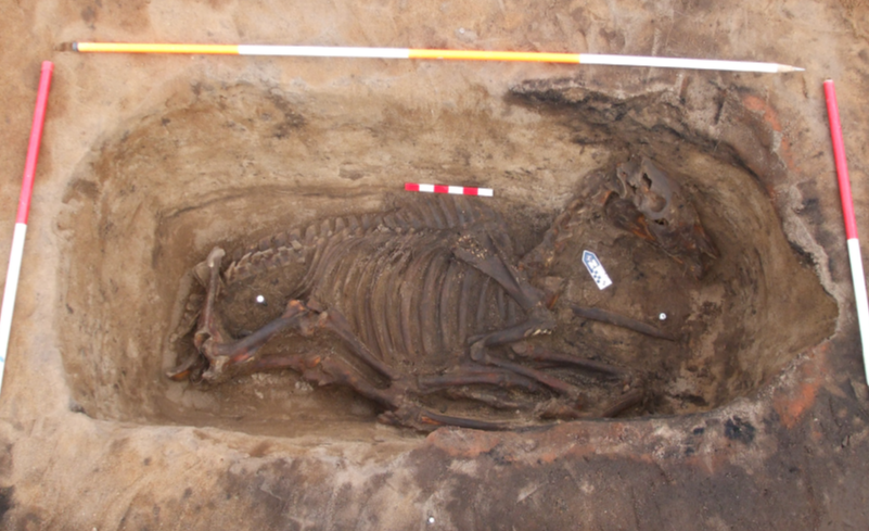 Excavated animal skeleton
