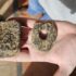 Photo of a hand holding out two rock-like objects, one with a hole in the middle