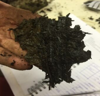 2000 year old waterlogged floor surface from Blach Loch, their equivalent of carpet