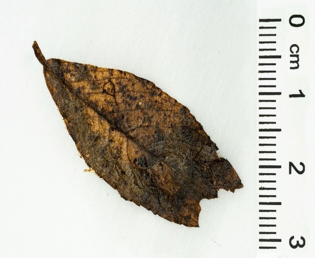 A willow leaf from the wooden bowl
