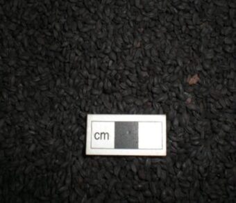 Close up of the charred barley grain from the knocking stone when Clachtoll Broch burnt down.
