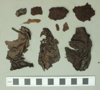 Puffball fragments from Hyndford Quarry