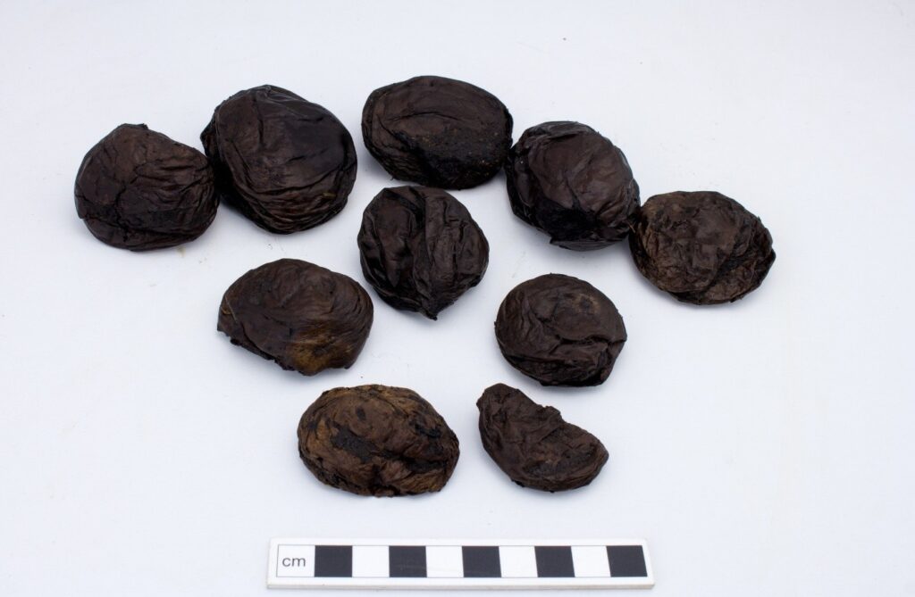 The Iron Age puffballs from Black Loch of Mryton