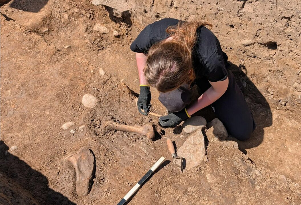 Photo of a person with straight brown hair tied in a ponytail, kneeling in an archaeological trench and excavating aniumal bone